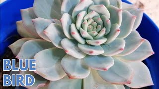 echeveria blue bird cuidados donsuculento [upl. by Ennobe]