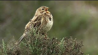 Просянка Miliaria calandra Emberiza calandra  Film Studio Aves [upl. by Snowman]