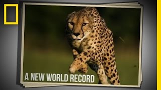 Cincinnati Zoo Cheetah Sets New World Speed Record in 100 Meter Run  National Geographic [upl. by Clayberg]