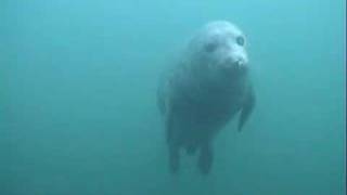 Seals at the Farne Islands near Beadnell Northumberland [upl. by Tessa]