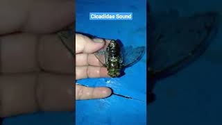 CICADIDAE SOUND shorts [upl. by Alburg]