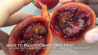 Tree Tomato Tomatoes Fruit  Tamarillo  Arbol Tomate How to Eat How to Open amp Natural History [upl. by Lay]