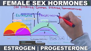 Female Sex Hormones  Estrogen amp Progesterone [upl. by Nellak247]