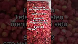 Strawberry Frozen Ciwidey basalafarm farming farmer peternak petani pedagang shorts short [upl. by Burwell]