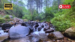 BEAUTIFUL NATURAL RIVER VERY CALMING NATURAL ATMOSPHERE WITH RIVER WATER FLOW NATURE VIDEO 1080 [upl. by Landmeier494]