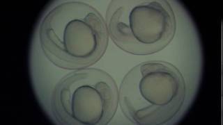 Zebrafish embryo development  24 hours in 46 seconds [upl. by Hasila266]