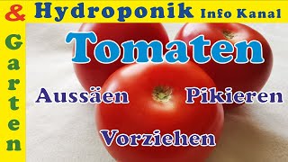 Tomaten Anbauen durch Samen säen pikieren tiefer setzen aufziehen Folge einfach diese Schritte [upl. by Silva]