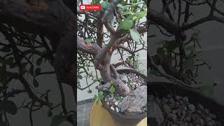 Bonsai❤️Portulacaria Afra 🔸urban yamadori nature bonsailife bonsai garden gunsnroses [upl. by Sikata]