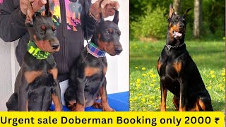 Urgent sale  doberman puppies for sale  doberman puppies 2024 Dogsbreedofficial 2024 [upl. by Corny510]