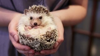 OWNING A PET HEDGEHOG FACTS  UPDATED [upl. by Bernadina]