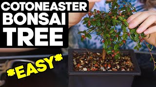 How to Make Cotoneaster Bonsai EASY 🌳Pruning and Shaping Ideas [upl. by Suillenroc431]