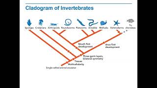 Biology Lecture 9 2C Cladogram of Invertebrates [upl. by Otecina]