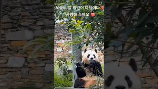 fubao everland 福宝 辉宝睿宝 姜爷爷 panda 에버랜드 푸바오 후이바오 루이바오 강철원사육사 오늘도 사랑해 ❤️ [upl. by Vinaya803]