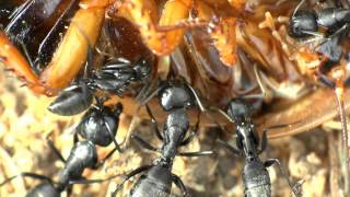 Camponotus vagus Fütterung am 06062013 [upl. by Leddy]