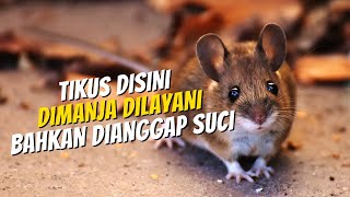 Tikus Istimewa di Kuil India Minumnya Susu Loh [upl. by Buckler]