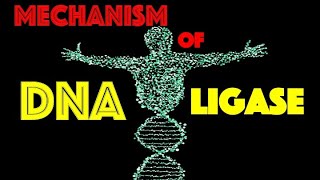 MechanismDNA Ligase [upl. by Ydner154]