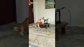 Dog National Anthem 😅 dogshorts funny doglover [upl. by Onitsirc587]