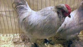 British Araucanas bantam National Poultry Show UK [upl. by Osicran]