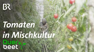 Mischkultur Tomaten unterpflanzen mit Ingwer und Erdnüssen [upl. by Brecher]