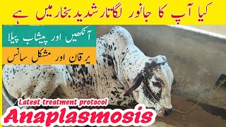 Anaplasmosis Treatment In Cow Buffalo Sheep And Goats  Latest Treatment Protocol [upl. by Walker576]