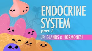 Endocrine System Part 1  Glands amp Hormones Crash Course Anatomy amp Physiology 23 [upl. by Jareen]