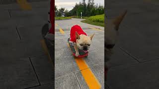 The dog fell over while playing skateboard and abandoned the car and ran away funny dog [upl. by Haelem635]