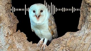 Barn Owl Sounds amp What Each Call Means  Discover Wildlife  Robert E Fuller [upl. by Carpenter]