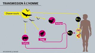 Tout savoir sur le virus Ebola en 5 minutes [upl. by Ardnoel632]