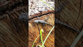 3 new eastern fence lizards  Sceloporus undulatus lizard ecology [upl. by Arthur]