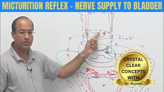 Micturition Reflex  Nerve Supply to Bladder  Micturition Cycle 👨‍⚕️ [upl. by Deb]