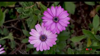 Osteospermum marguerite du cap [upl. by Fotina778]