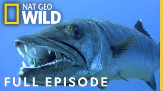 Grouper Bites Head Off Diver [upl. by Alvy490]