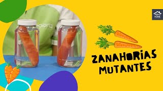 ZANAHORIAS MUTANTES 🥕 Experimentos de ciencia para realizar en casa [upl. by Anizor582]