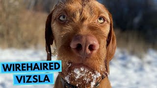 Hungarian Wirehaired Vizsla  TOP 10 Interesting Facts [upl. by Holloway]