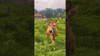 COW  Cow sounds 🐮  Cows eating grass [upl. by Fabien881]