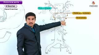 Abdominal Aorta  Gross anatomy  Origin  Course  Branches   USMLE Step 1 [upl. by Jaf739]