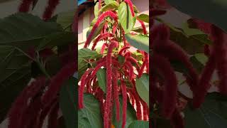 Acalypha hispida tropical and subtropical flowering plantshrubs flowers gardening homedecor [upl. by Arraek]