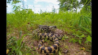 The Angriest Snake in the Midwest quotKankakeequot Bull Snake [upl. by Naitsabes]