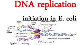 DNA replication initiation in E coli [upl. by Yhpos]