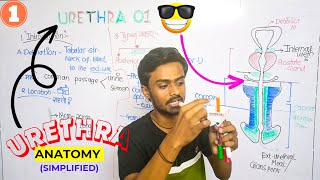 🤯 URETHRA 3D ANATOMY  PART 1💥TYPES OF URETHRA [upl. by Perzan]