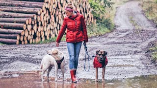 Labrador ein Anfängerhund  SO ist es wirklich mit 2 Hunden  Zusammenführung Hund amp Katze  QampA [upl. by Carrelli]