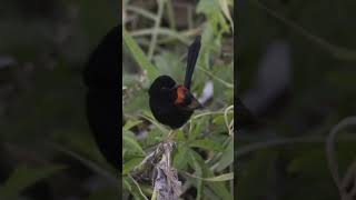 Red backed fairy wren birds birdsofaustralia wildlife nature ‪nikonaustralia‬ [upl. by Htiek]