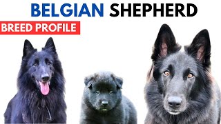 Belgian Sheepdog Breed Profile History  Price  Traits  Belgian Sheepdog Grooming Needs  Lifespan [upl. by Hyacinthie]