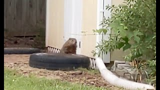 How to catch a GroundHog in your yard [upl. by Taran]