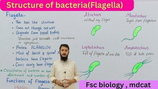 Flagella and their functions  bacterial cell structure  class 11 [upl. by Bowrah]