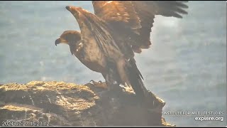 West End Eagles  Koa amp Treasure Are Still Here 💕 But Thunder Is Ready For Them To Go 72724 [upl. by Brott]