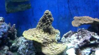 Reef Aquarium Hitchhiker Worms Spawning amp Reproducing [upl. by Zeuqram]