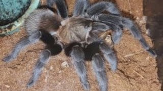 Aphonopelma anaxTexas tan tarantula feeding [upl. by Gardiner789]