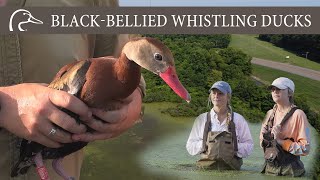 Blackbellied Whistling Ducks Studying the largest northernmost population EVER documented [upl. by Llenod]