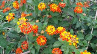 Lantana plant care and propagation [upl. by Huntley]